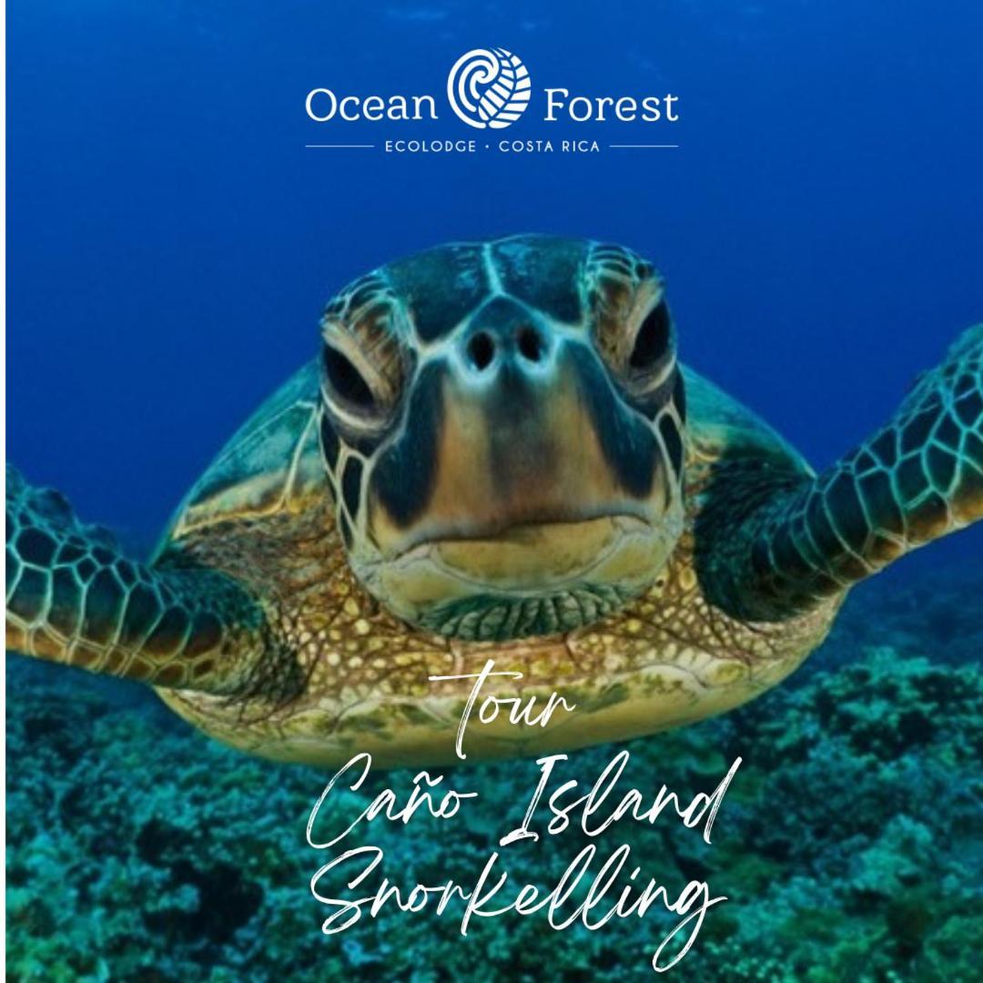 Ocean Forest Ecolodge San Pedrillo Εξωτερικό φωτογραφία